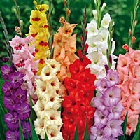 Multi-Colored Gladiolus