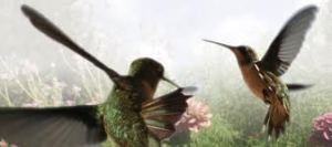 Flying Hummingbirds Dancing with Flowers
